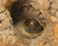   Turn LightOn night dive shores. tricky part was getting enough light hole still get shot shores  